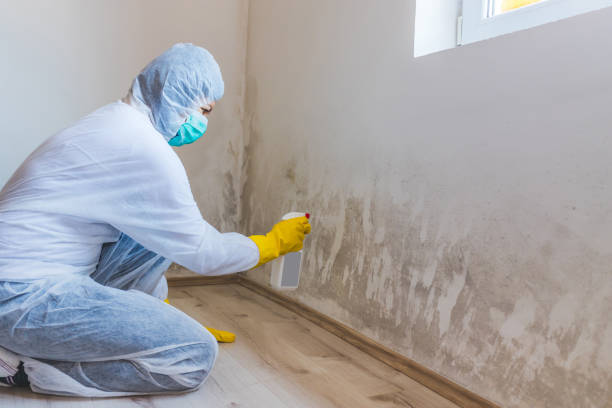Mold inspector in Toddville performing thermal imaging