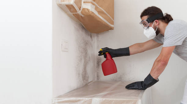 Basement Mold Remediation treatment on basement walls in Toddville