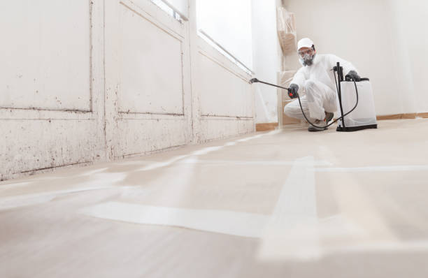 Black mold remediation team in Toddville